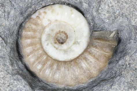 ammonite fossil for sale uk|ammonite lyme regis shop.